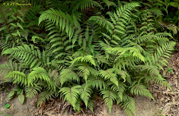 {Athyrium asplenioides}